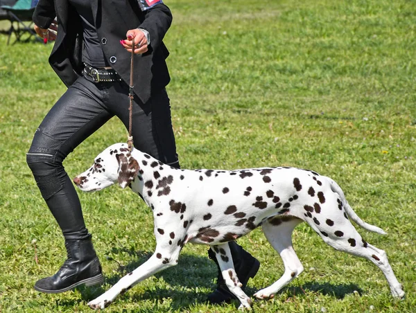 Berlari dengan anjing dalmatian muda — Stok Foto