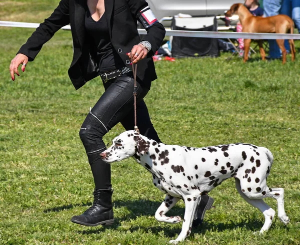 Correndo com um jovem cão dalmatians — Fotografia de Stock