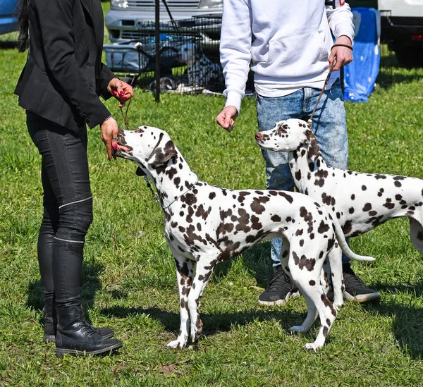 Jovens dalmatians cães ao ar livre — Fotografia de Stock