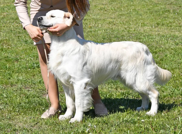 Mladý zlatý retrívr pes venku — Stock fotografie