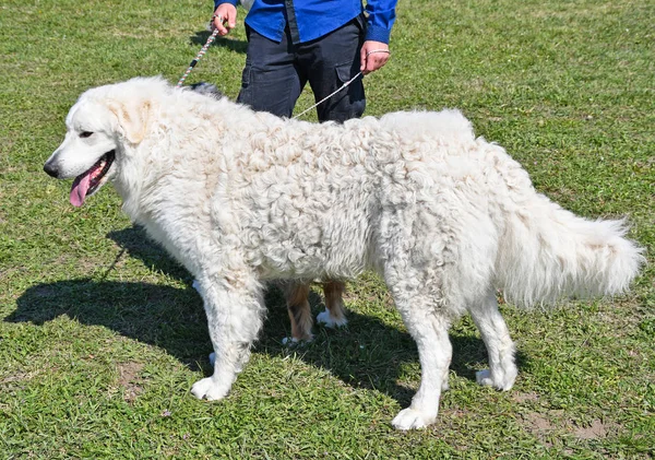 大きなクバスズ羊飼いの犬屋外 ロイヤリティフリーのストック画像