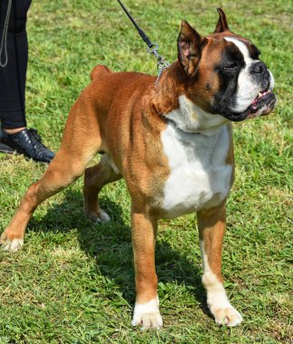 Genç boksör köpek