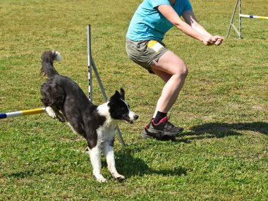 Köpek çeviklik yarışma
