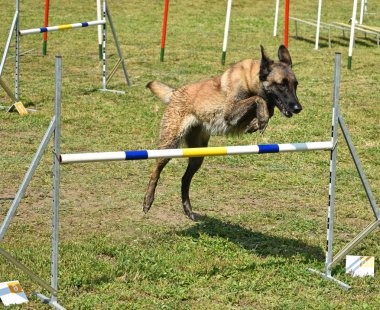 Köpek çeviklik yarışma