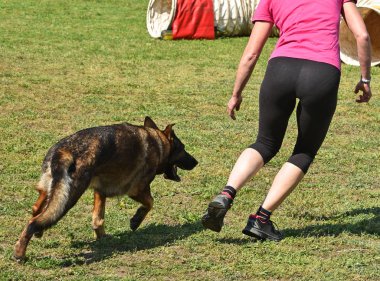 Köpek çeviklik yarışma