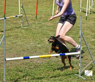 Köpek çeviklik yarışma
