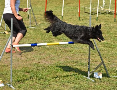 Köpek çeviklik yarışma