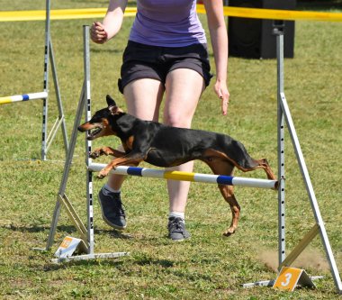 Köpek çeviklik yarışma