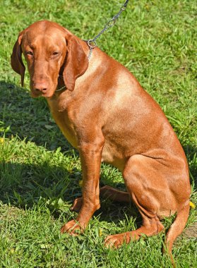 Genç vizsla köpek çim üzerinde oturur