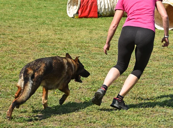 Concorso agilità cane — Foto Stock