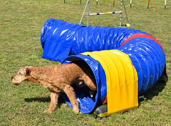 Concorso agilità cane — Foto Stock