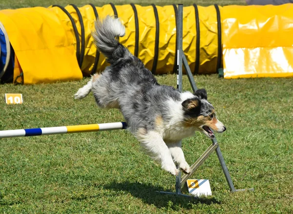 Hond agility wedstrijd — Stockfoto