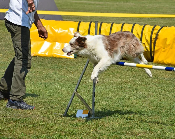 Hond agility wedstrijd — Stockfoto