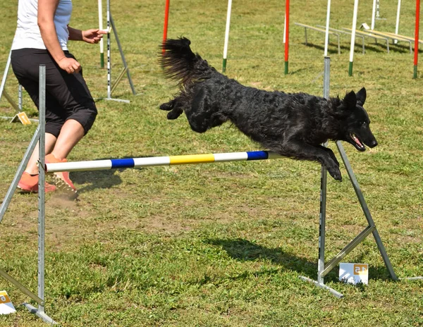 Hond agility wedstrijd — Stockfoto