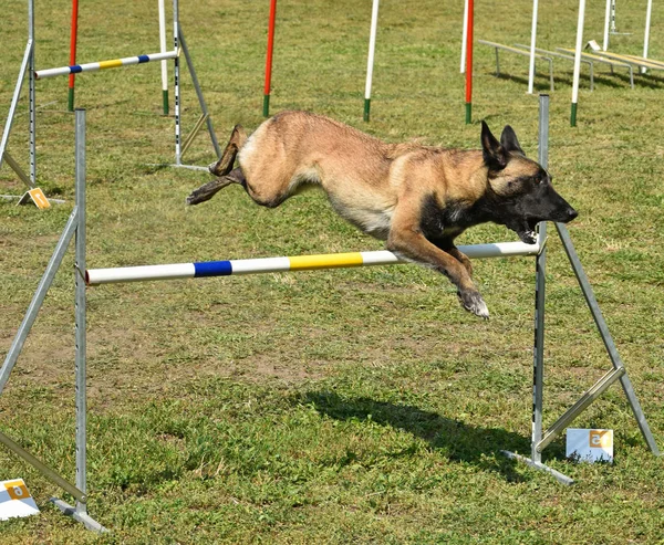 狗的敏捷性比赛 — 图库照片