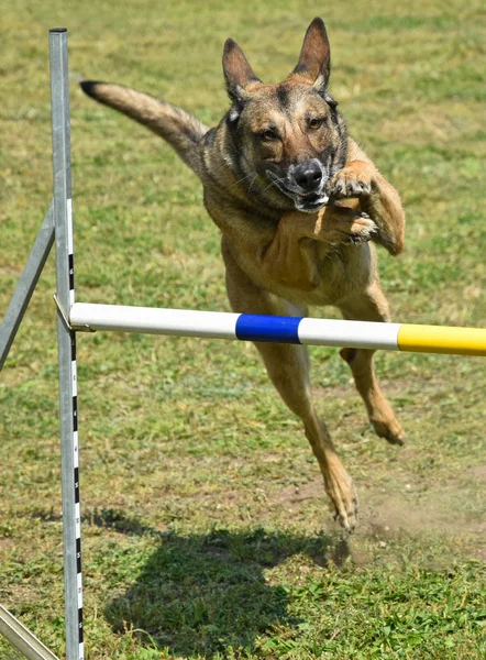 Concurso de agilidad perro —  Fotos de Stock