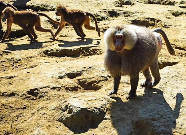 Baboons are walking outdoor — Stock Photo, Image