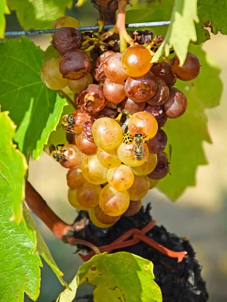 Witte druiven voor het maken van de beroemde wijn Hongaarse Tokaji Aszu — Stockfoto