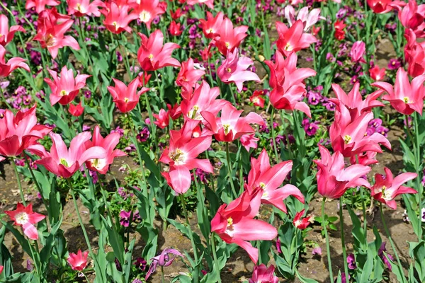 Розовый тюльпан цветы в парке весеннее время — стоковое фото