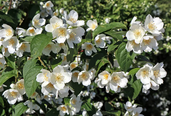 Flores blancas del arbusto en verano — Foto de Stock