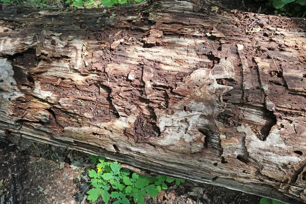 Tronco d'albero marcio nel bosco — Foto Stock