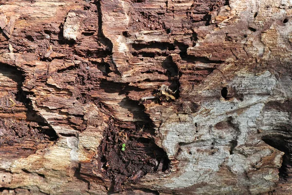 Primer plano del tronco de árbol podrido —  Fotos de Stock