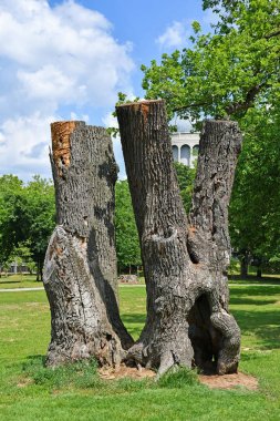 Ormanda eski trunkated ağaç gövdeleri