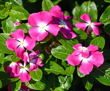 Yaz aylarında küçük pembe çiçekler