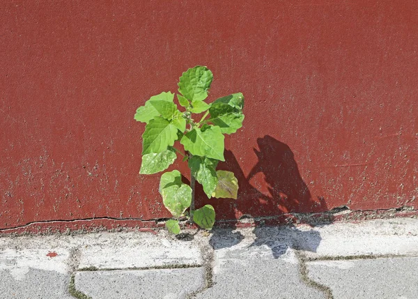 Маленькое растение, растущее из стены — стоковое фото