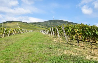 Tepe tarafı Tokaj city, Macaristan yakınındaki üzüm bağları