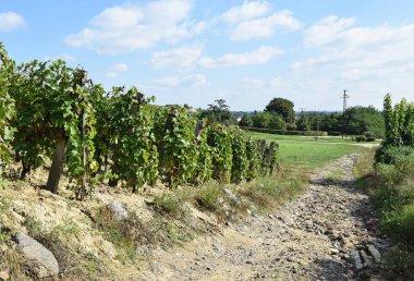 Tepe tarafı Tokaj city, Macaristan yakınındaki üzüm bağları