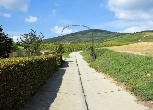 Виноградники на склоне холма недалеко от города Токай, Венгрия — стоковое фото
