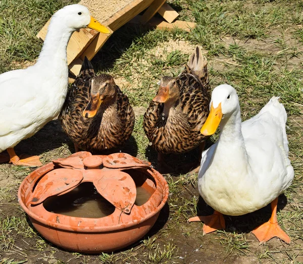 Enten und Gänse neben einem Trinker — Stockfoto