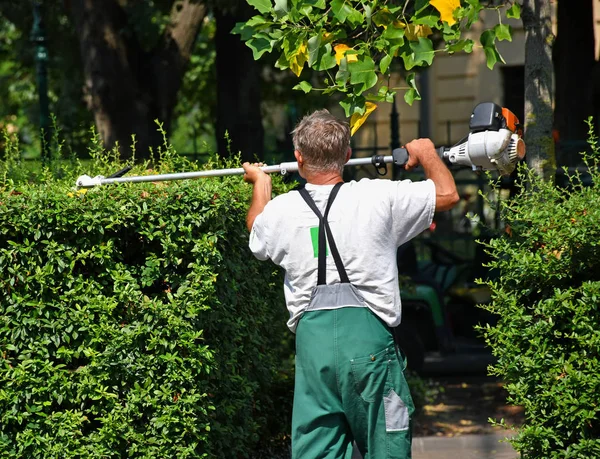 Gardener works with a hedge trimmer — Stock Photo, Image