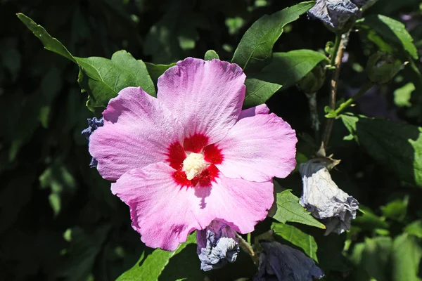 Malva fiori in estate all'aperto — Foto Stock