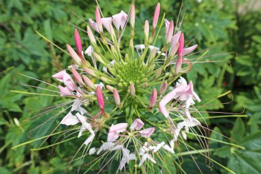 Liliaceae çiçeği yaz zamanı yakınlaşır.