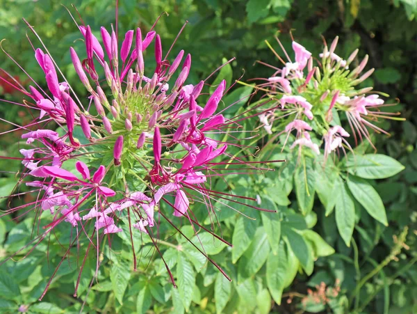 Liliaceae çiçeği yaz zamanı yakınlaşır.
