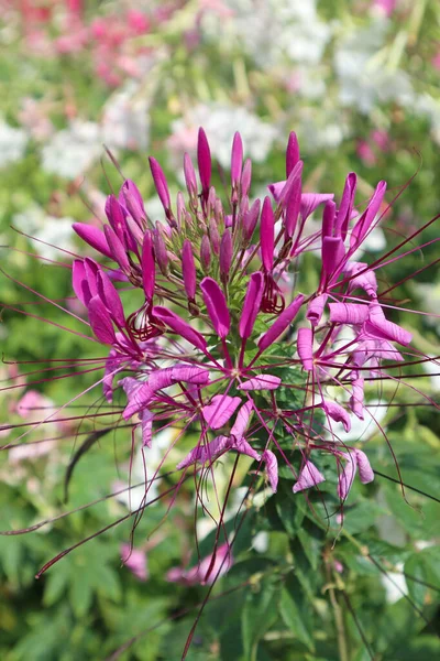 Liliaceae flor close-up na hora de verão — Fotografia de Stock