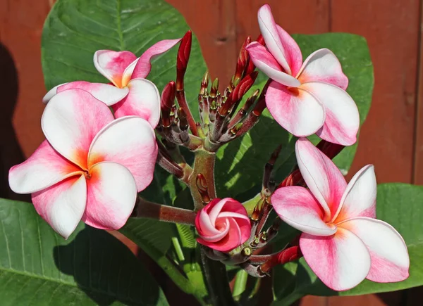 Růžové květy detailní up v létě — Stock fotografie