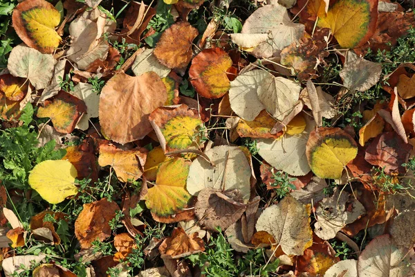 Lehullott levelek a fa alatt ősszel — Stock Fotó
