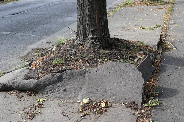 Дерево разбило асфальт пешеходной дорожки — стоковое фото
