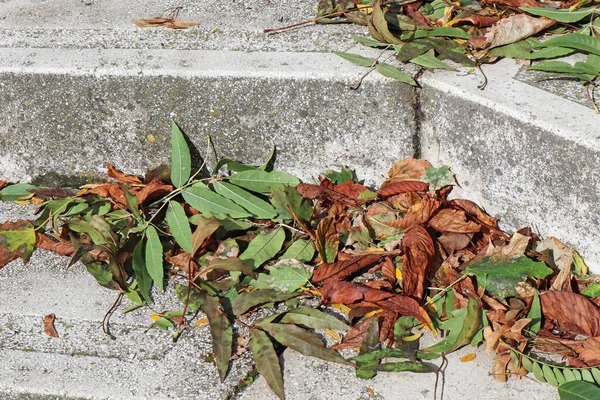 Hojas caídas en el escalón en otoño — Foto de Stock