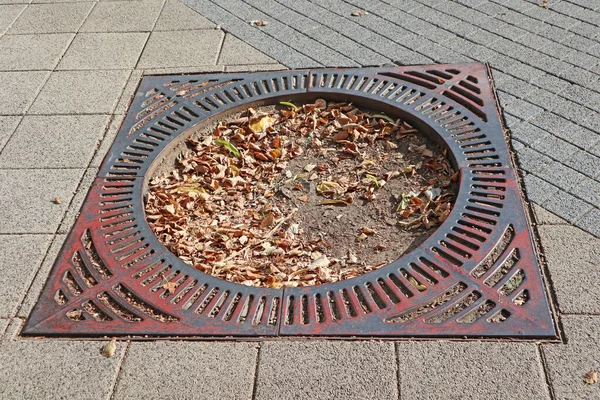 Plats för ett avhugget träd på gatan — Stockfoto