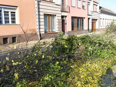 Sonbaharda şehir caddesinde kesilen ağaçlar