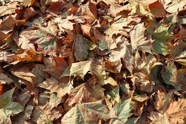 A fa lehullott levelei ősszel — Stock Fotó
