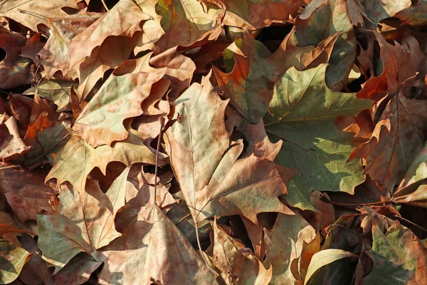 Foglie cadute dell'albero in autunno — Foto Stock