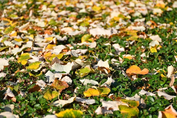 Umgestürzte Blätter des Baumes im Herbst — Stockfoto