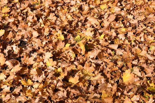 Gevallen bladeren van de boom in de herfst — Stockfoto