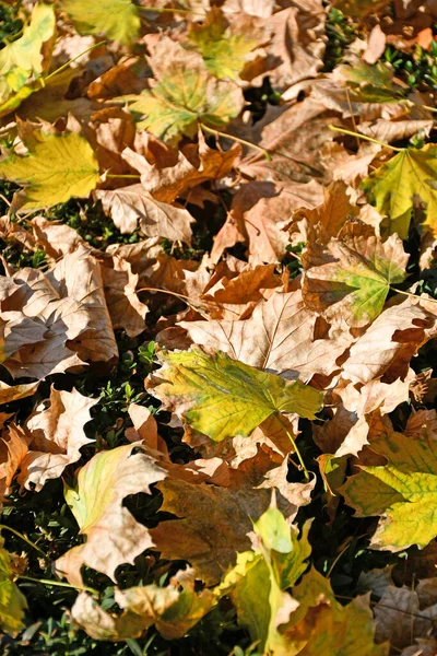 Foglie cadute dell'albero in autunno — Foto Stock