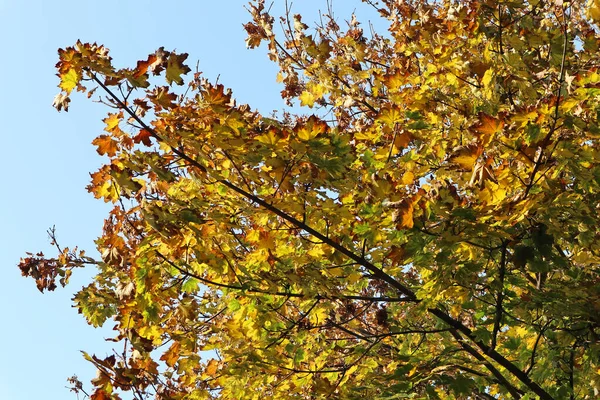 Bladeren van de boom in de herfst — Stockfoto